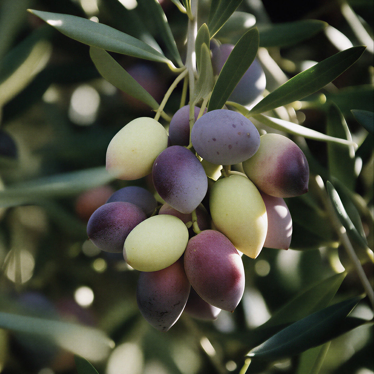 Organic Australian Olive Oil